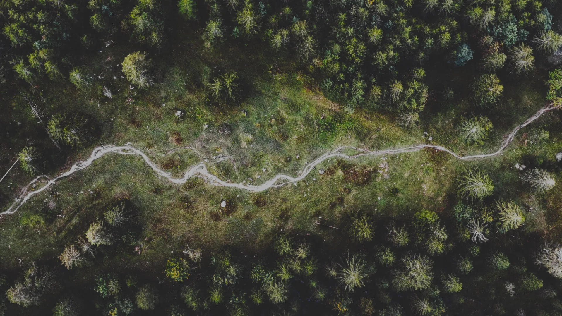 Bird's-eye view of a woodland trail surrounded by trees