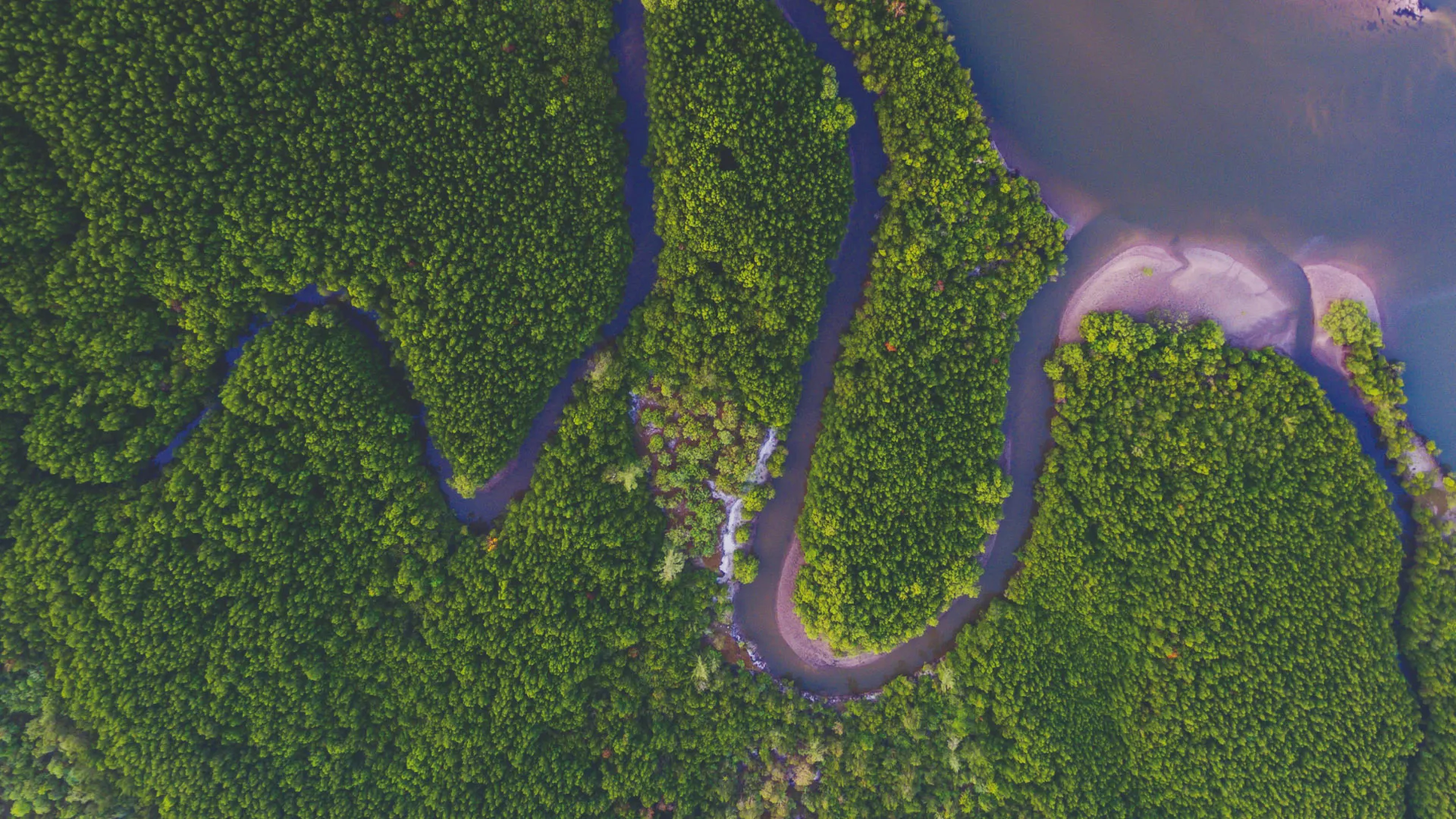 A bird's-eye view of a river meandering through lush rainforest 